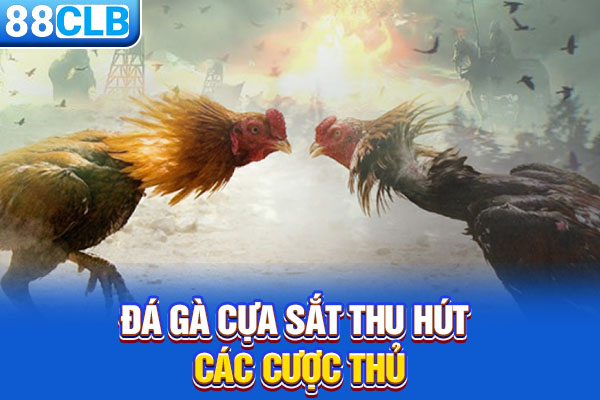 Đá gà cựa sắt thu hút các cược thủ