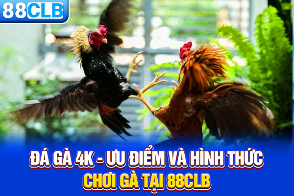 Đá Gà 4K - Ưu Điểm Và Hình Thức Chơi Gà Tại 88CLB
