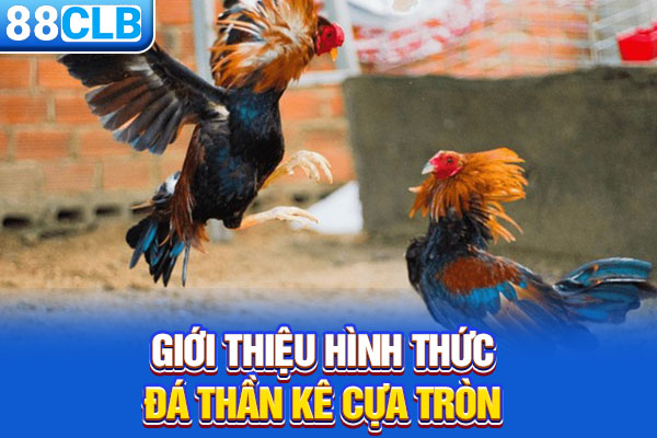 Giới thiệu hình thức đá thần kê cựa tròn