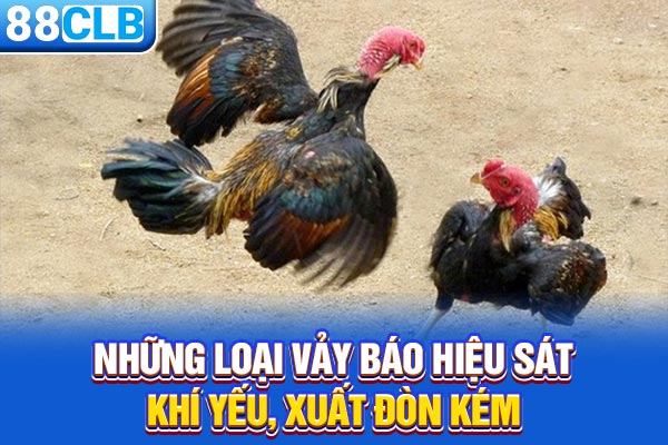 Những loại vảy báo hiệu sát khí yếu, xuất đòn kém