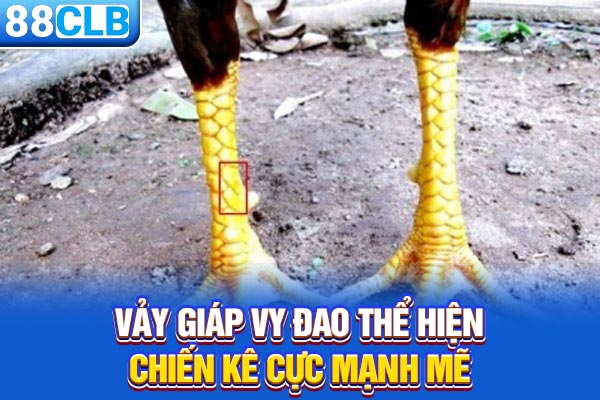 Vảy giáp vy đao thể hiện chiến kê cực mạnh mẽ
